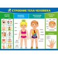 Плакат "Строение тела человека"